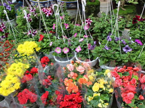 Các chợ hoa Tết nổi tiếng của Hà Nội